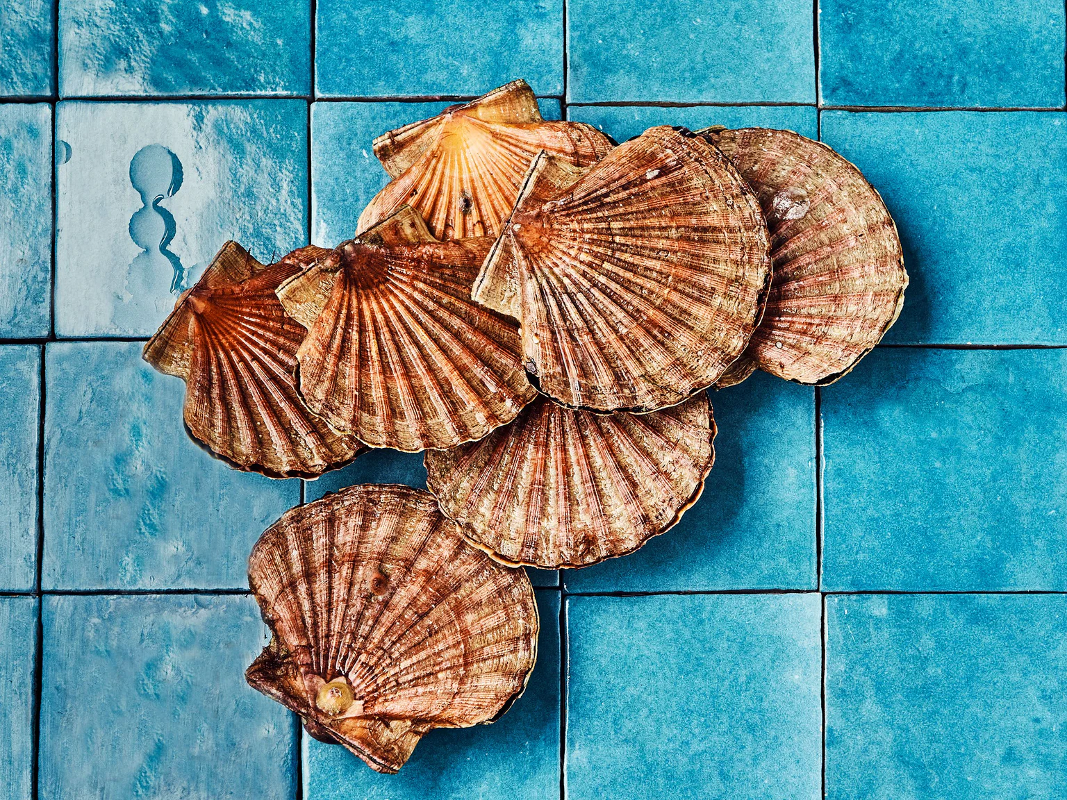 Coquilles Saint-Jacques sur fond turquoise